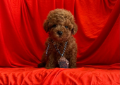 Safkan Toy Poodle Bebekler